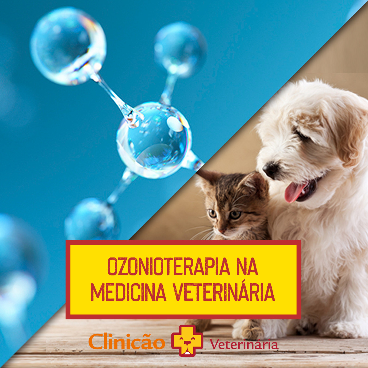 OZONIOTERAPIA NA MEDICINA VETERIN\u00c1RIA: SAIBA TUDO! - Clinic\u00e3o