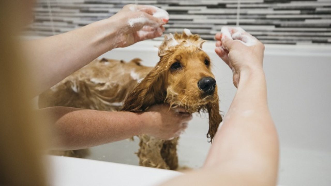 24 Raças de Cachorros Grandes para Escolher a Ideal - Amor aos Pets